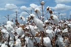 38 White Cotton Gossypium Seeds Non-gmo Usa Seller Shipper Best Price