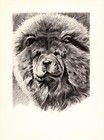 Vintage Chow Print Morgan Dennis Chow Illustration Wall Art Decor 4604k