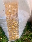 Shelled Corn Premium Wildlife  Bird  Animal  Feed 15 Lb Ship Included