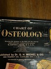Antique 1920 Osteology Medical Anatomy Chart Poster 31x60 Dark Academia Skeleton