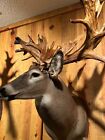 Impressive Whitetail Deer Mounts- Private Collection- Inquire  The 