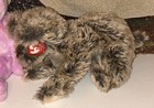 Ty Cutesy Dog Large 12    Soft Plush Stuffed Toy 2004 Beanie Buddy Baby Tag Protec
