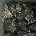 Springtail Charcoal Culture Free Shipping And Live Arrival Guarantee