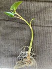 3 Lizard s Tail Plants Winter Hardy Marginal Aquatic Pond Plant    Free Shipping