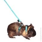 Ferret Harness And Lead - Teal - Adjustable Size Snaps On And Off
