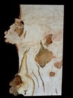 Xxl Mind Blowing Ambrosia Maple  Burl Wood Slab  Charcuterie Wood  Craft Wood 