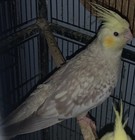 Fertile Cockatiel Egg For Hatching - Read Full Description