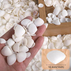 600pcs Tiny White Clam Shells Natural Sea Shells For Crafts Jewelry Home Decor