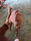 Large Hand-carved Wooden Camel Figurine     Vintage Middle Eastern