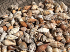 200  Brown Chula Seashells Sea Shells Best Price 2  Lbs Free Ship 