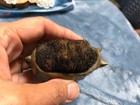 Antique Vienna Bronze Unsigned Boar Pen Wipe Late 19th Century Rare Blotter
