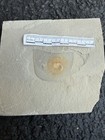 Eurypterid   Fossil Sea Scorpion  Silurian     Ridgemount Quarry  Ontario E2