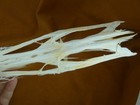 W3-p  20  Paddlefish Skeleton Head Bill Polyodon Spathula Spoonbill Paddle Fish