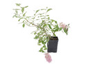 Live Pink Cascade Butterfly Bush Plant   Buddleja Davidii -  pint Pot 