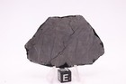 Muonionalusta Etched  Meteorite Full Slice Weight 52 2 Grams 2 75 Inches