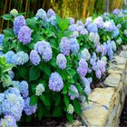50pcs Hydrangea Mix   Long Lasting Perennial Flower Seeds