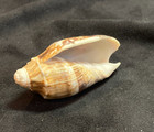 Volutidae Cymbiola Vespertilio Special Color 58 0mm Negros  Philippines 2016