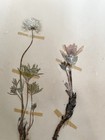 Antique Herbarium Pressed Botanical Specimen 1930s  Pasqueflower 17  X 11 