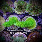 Live Acropora Sps Coral Frag - Bali Green Slimer  reef Tank Aquarium 
