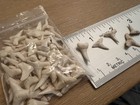 Lot Of Small Shark Teeth Fossils In Bag  Creamy White  Various