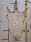 Tanned Raccoon Pelt With Feet Claws Winter Hide Skin Animal Fur Good Leather
