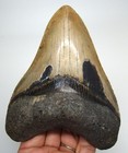 Stunning Megalodon Shark Tooth - Real Fossil - 4 79    Shark Teeth No Restorations