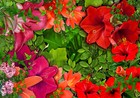 Photo Wallpaper Non-woven  fleece  self-adhesive Foil Nature B-c-0360-a-a