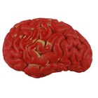 Fake Plastic Bloody Brain Haunted Mad Scientist Halloween Prop Decor