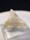 Rare White Fossil Bv Bull Shark Tooth Sharks Teeth Megalodon Era Gem