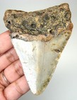 Megalodon Shark Tooth - Real Fossil - 3 18 - Shark Teeth - No Restorations