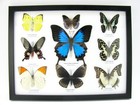 9 Beautiful Butterflies In Xl Showcase  Framed  Real Taxidermy - A-09-ulysses-06