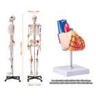 Vevor Anatom Human Model Heart body Teaching Model 1 1 Life Size 2 15 3 9 Parts