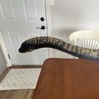 Dreadnoughtus Jurassic World Toy 