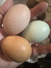 6 Hollow Spring Assortment Chicken Eggs - Hand Blown Eggshells