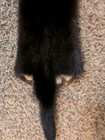 Nice Large Black Mink Fresh Tanned Hide Soft Leather Craft Pelt Fur 