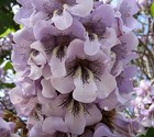 Royal Empress  Paulownia Tomentosa  Tree Seeds  showy  Fast 