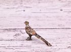 Early Antique Austrian Vienna Cold Painted Bronze Figure Of Miniature Pheasant