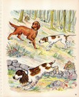 Vintage 1950s Springer Spaniel Pointer Golden Retriever Print Jauss Art 6879c