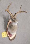 New Jackalope Mount taxidermy deer Mount antlers craft hunting art fishing gift