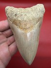 Real Megalodon Tooth - 4 95    Indonesia - Restored 