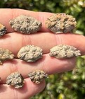 Texas Fossil Crabs Lot Of 11 Cretaceous Age Crustacean Pawpaw Formation