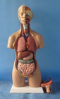 Human Torso 21    Model Assembled Medical Human Anatomy Body Educational Science