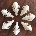 Real Fox Skull Taxidermy Real Bone Skeleton Halloween Desktop Ornament New