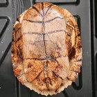 Turtle Shell Specimen Brown Patterned Carapace Collectible Shell Display