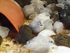 6  With Up To 4 Extra Button Quail Hatching Eggs
