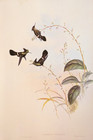 Vintage Gould Peruvian Coquette Hummingbirds Ornithology Bookplate Art Print 125