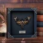 Framed Skull Moth Real Death   s Head Taxidermy Collection Oddities Gothic Decor