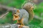 30 Lbs Texas  squirrel Grade  In Shell   Cracked Pecans Bulk   Millican Pecan