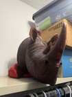 Disney Mombasa Marketplace Hand Carved Rhinoceros Head
