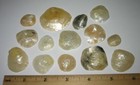 14 Beautiful Hand Collected  8 -1 5  Atlantic Ocean Sea Shells Florida  18 3g  1